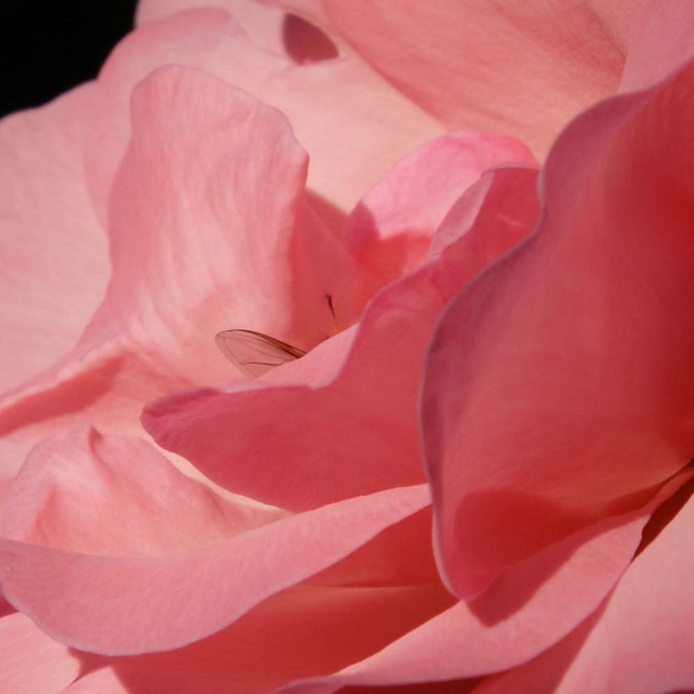 Pink Rosa