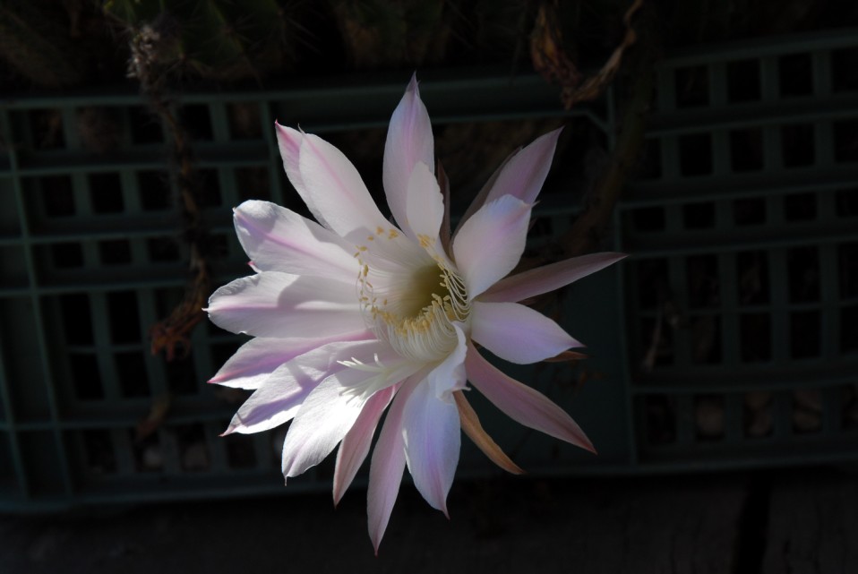 Fiore di cactus