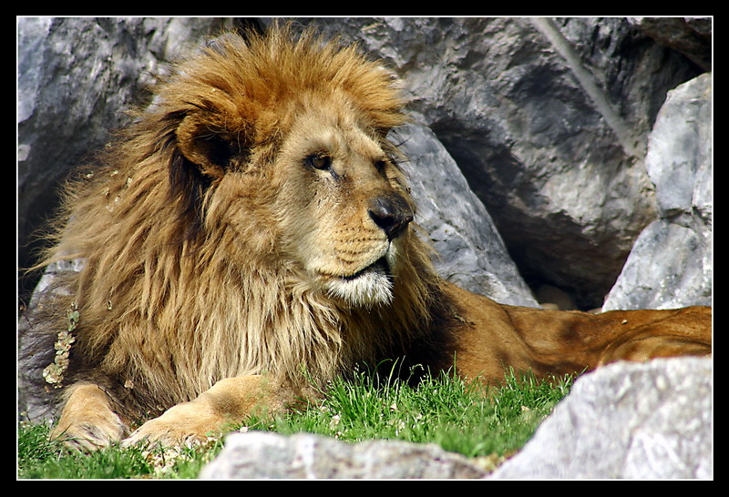 Animali: Leone