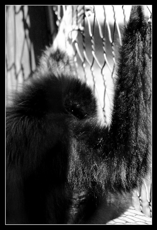 Animali: Prigione