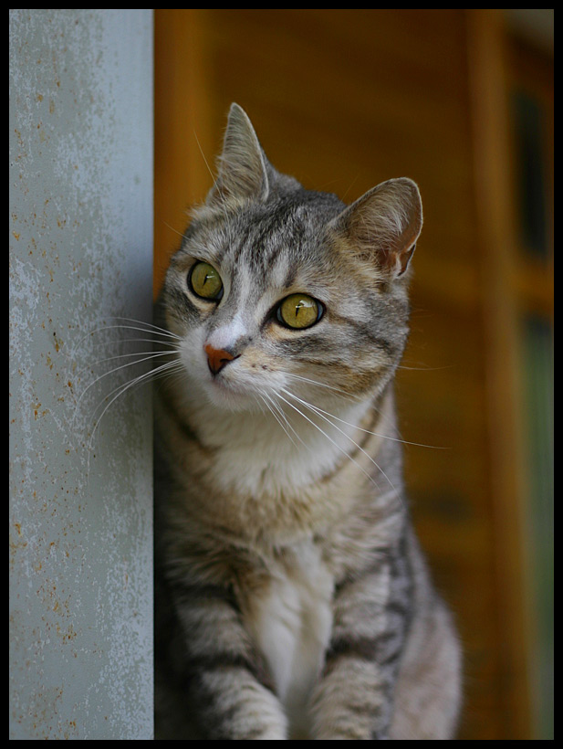 holly