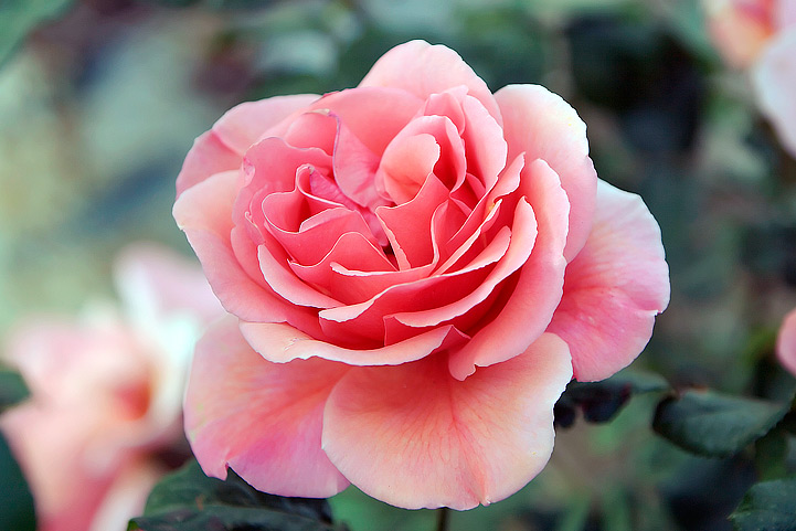 rosa