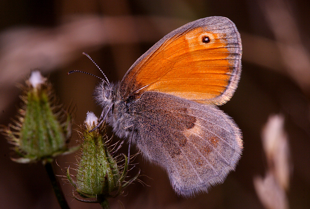Coenonympha pamphilus (Satyridae)