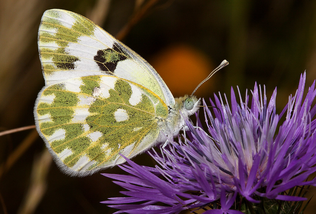 Euchloe crameri su fiore di cardo