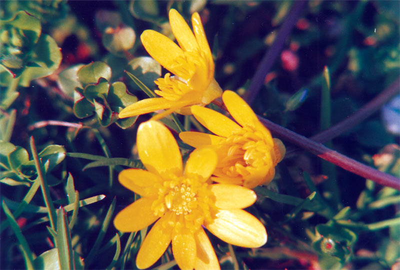 fiore giallo