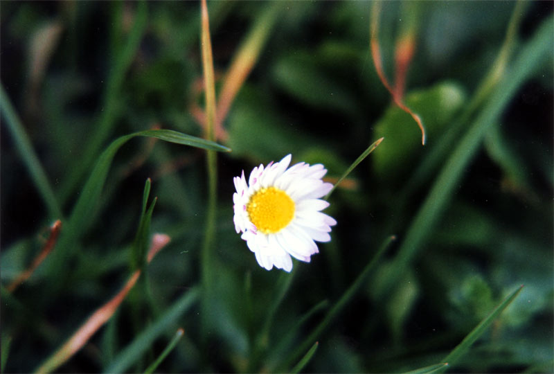 margherita