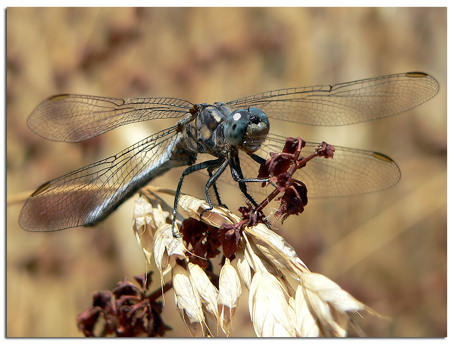 libellula due...