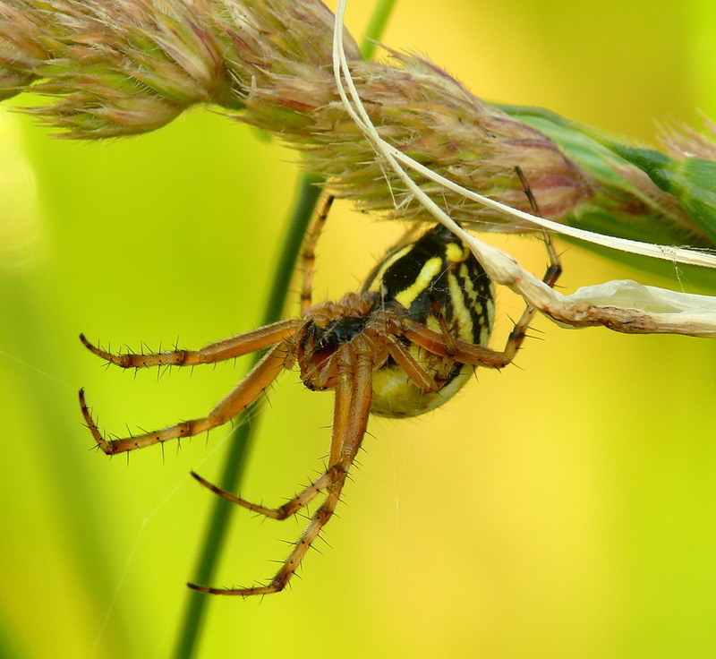 Spider