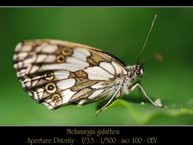 Melanargia-galathea n'2