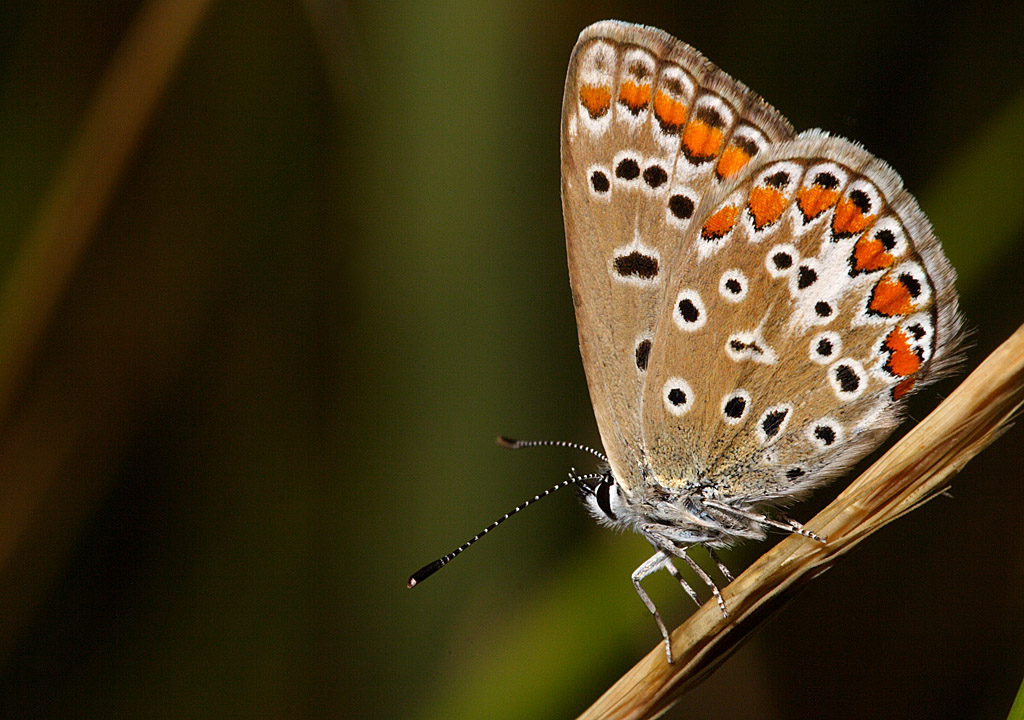 Polyommatus icarus