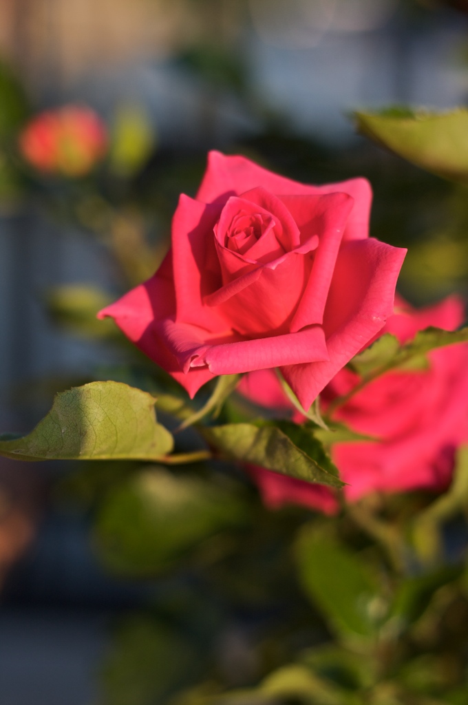 rosa