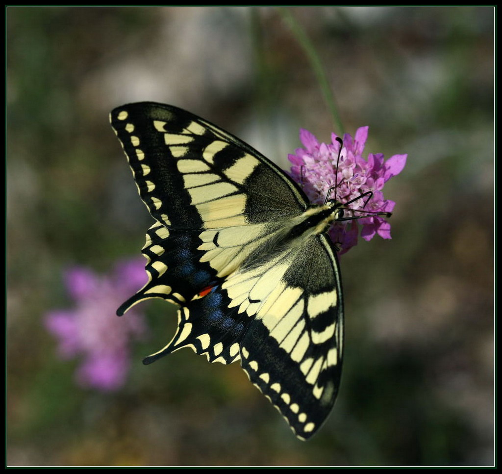 papilio macaon