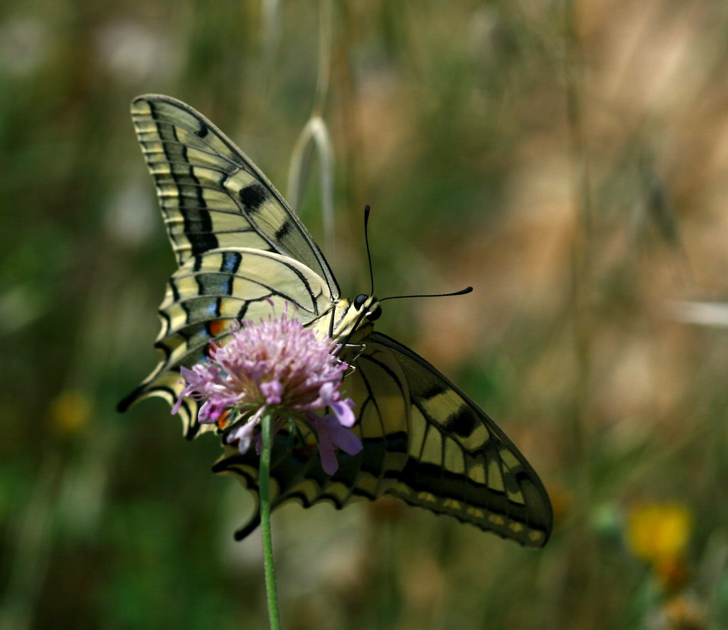 papilio macaon 2