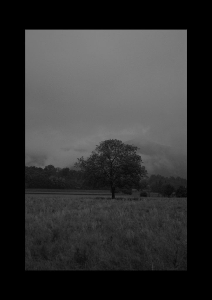lonely tree