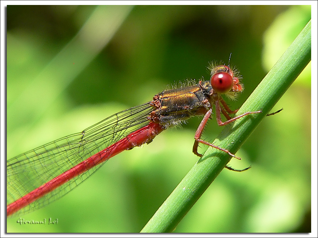Occhi di libellula