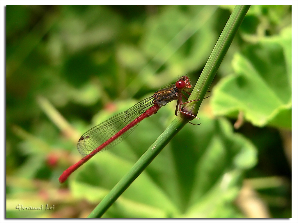 Pyrrhosoma nymphula rossa