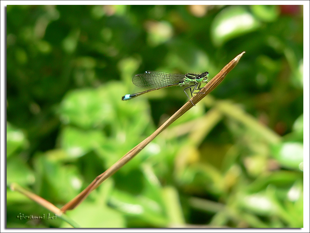 Ischnura elegans