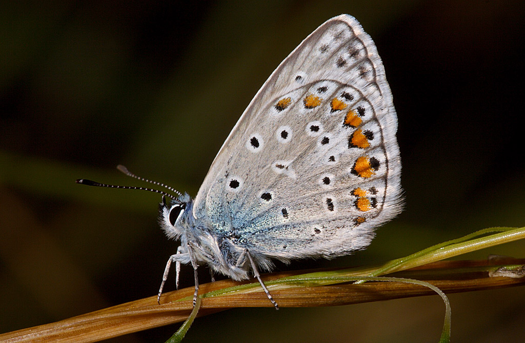 Polyommatus bellargus