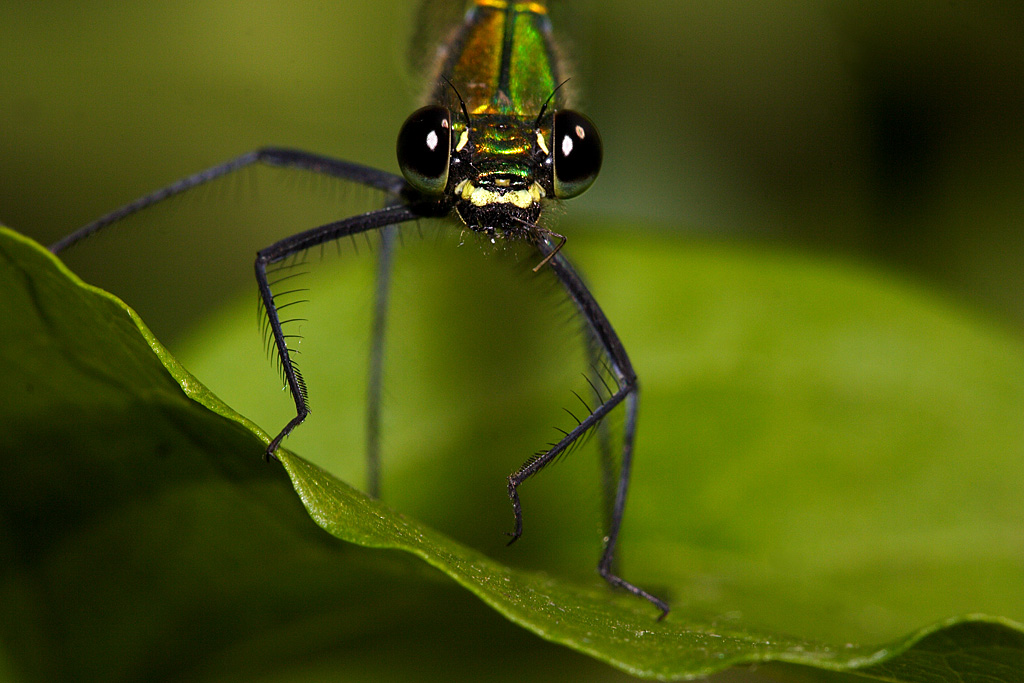 primo piano libellula