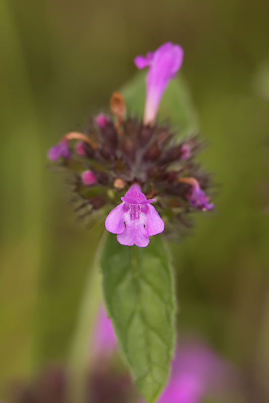 fiore