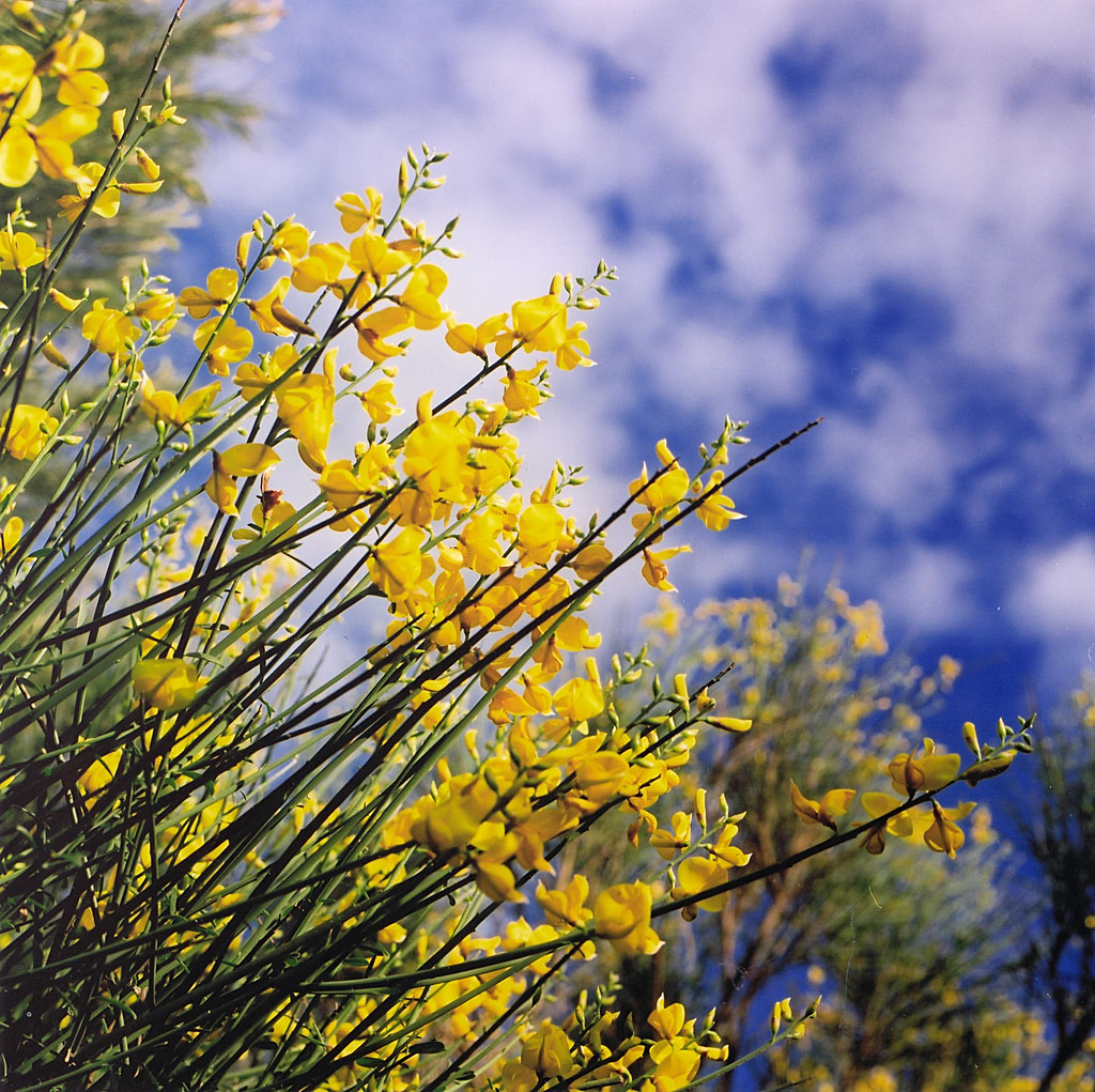 Ginestre