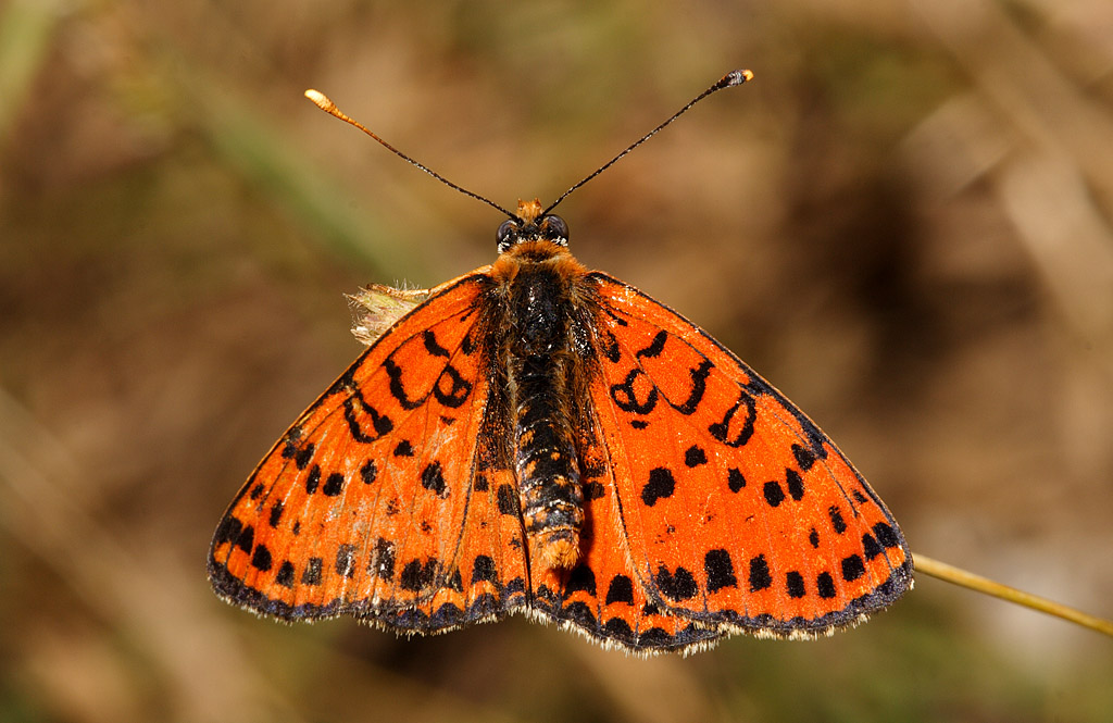 Melitaea trivia (forse)