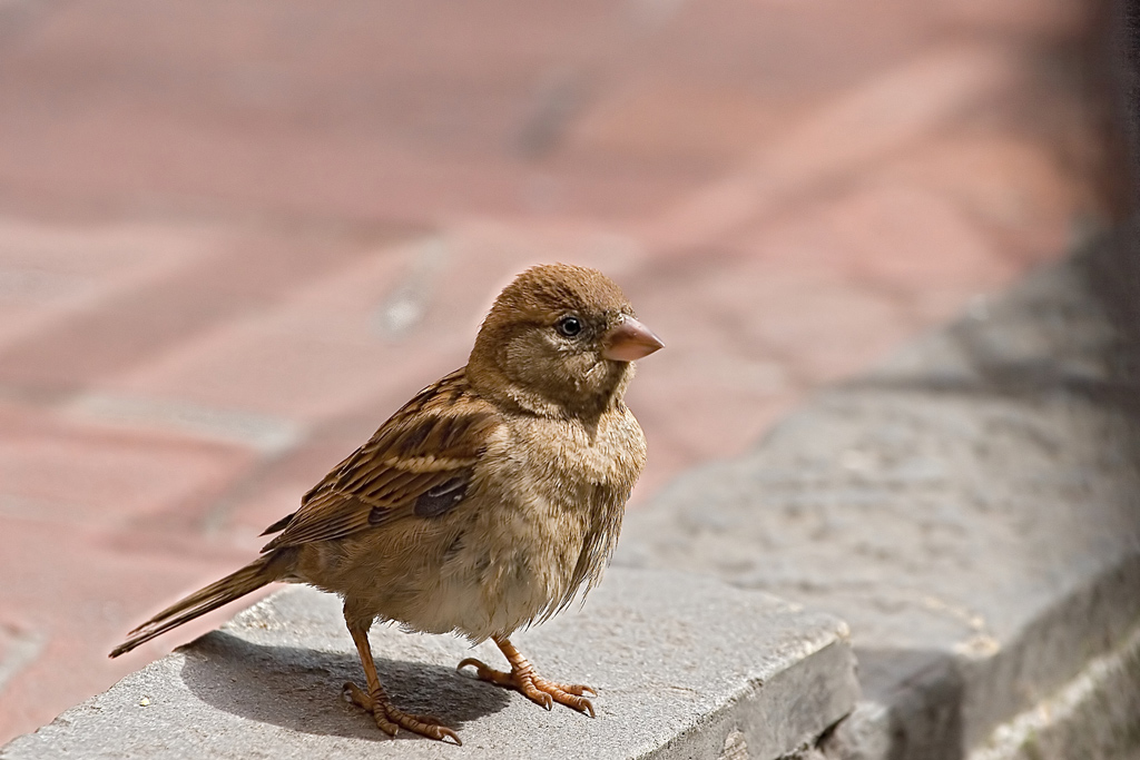 Passerotta