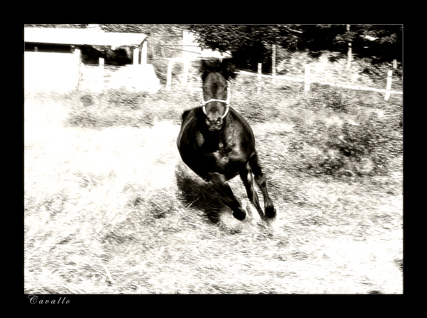 cavallo