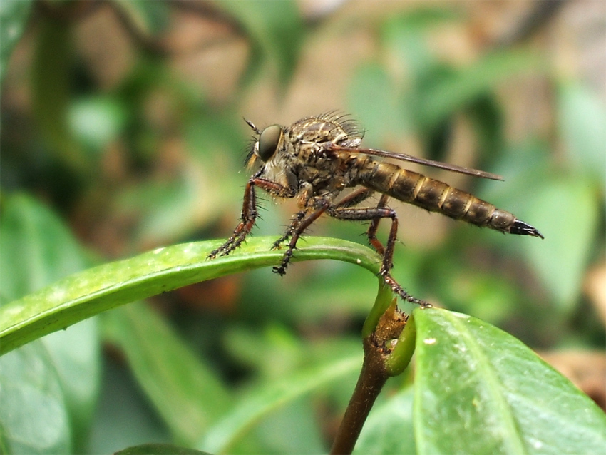 Fly Robber?