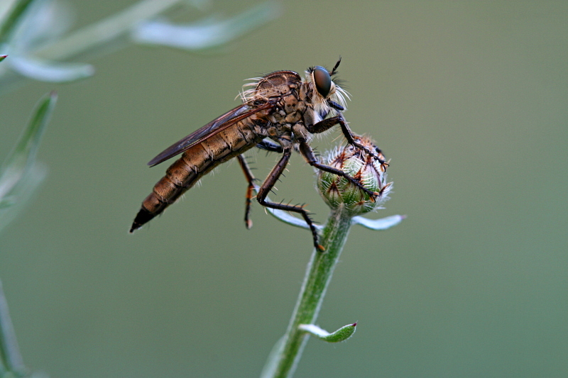 Asilide