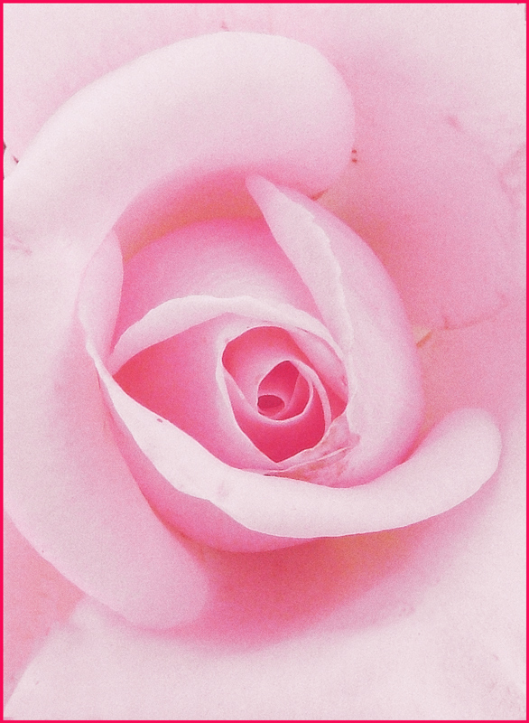 rosa rosa