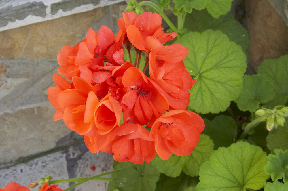 Fiori
