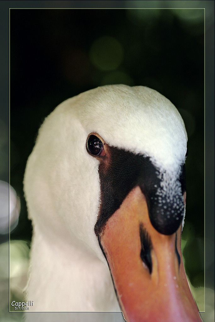 Cigno curiosone