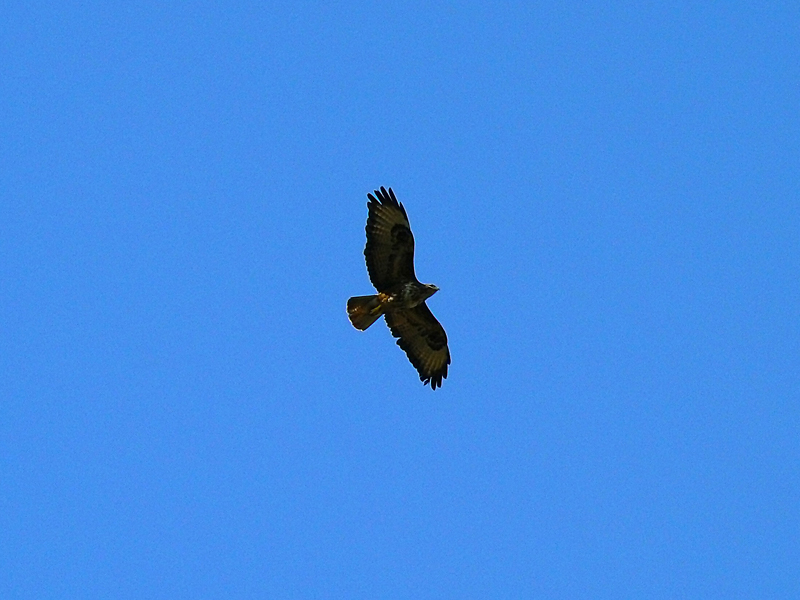 Poiana
