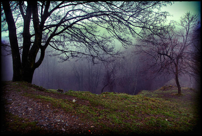 Mistery Forest