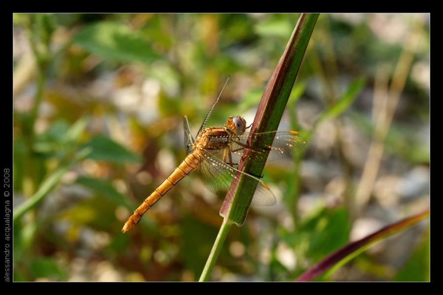 Libellula 2