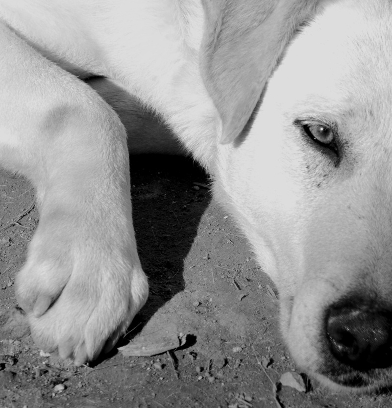 Laika BN