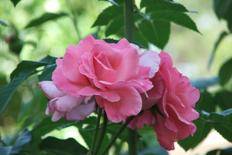 rosa rosa
