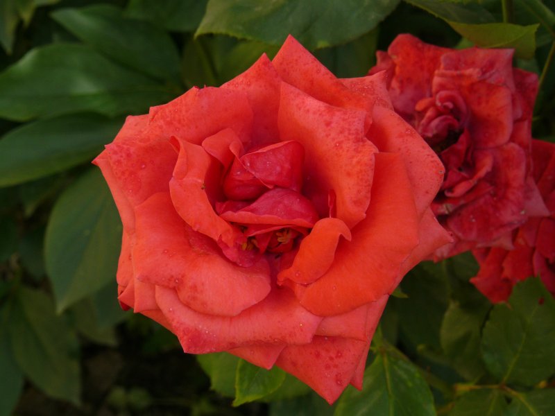 rosa