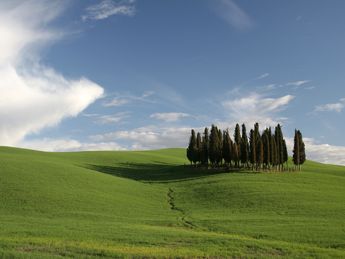 I classici cipressi della Val D'Orcia
