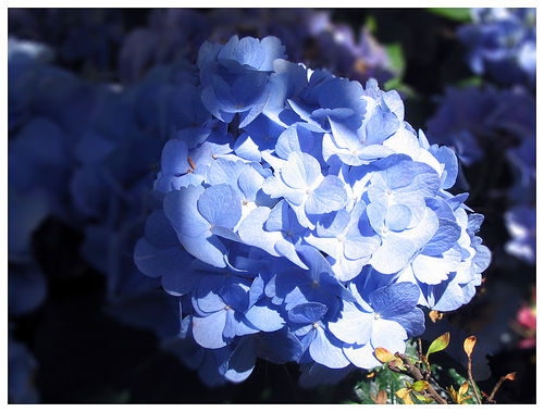 Blu... di natura!