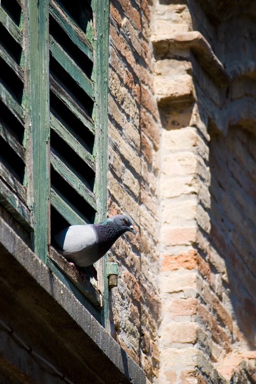 Bird