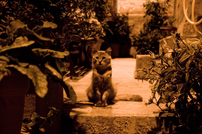 Gatto di Castelbasso (TE)