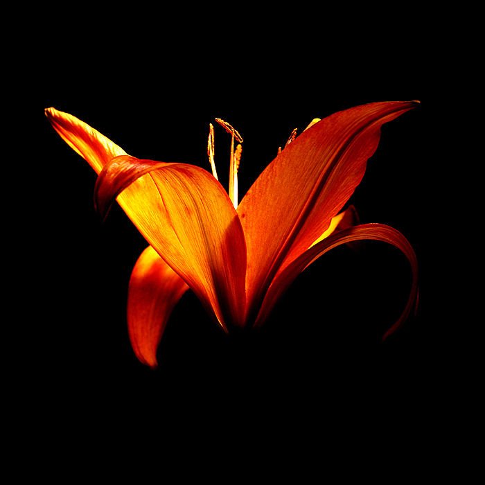 Un fiore in posa
