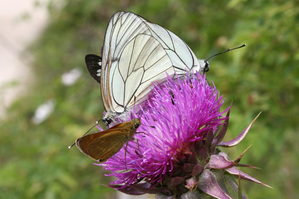 Fiore popolato