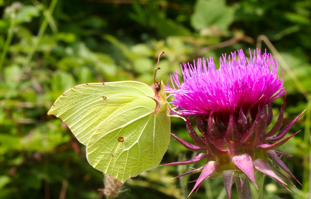 Gonepteryx Rhamni