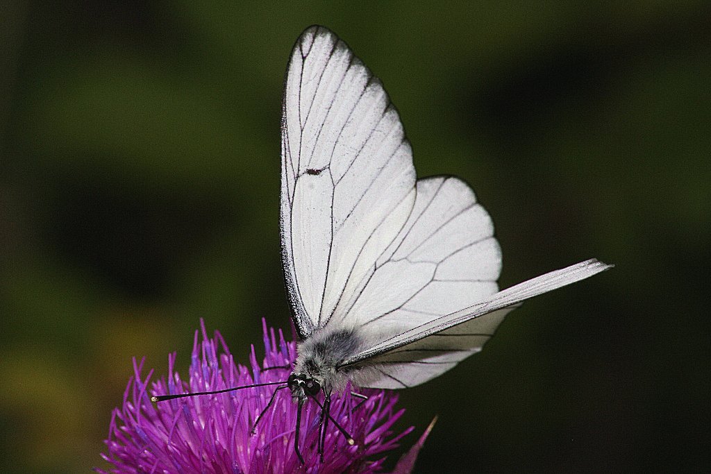 Aporia Crataegi