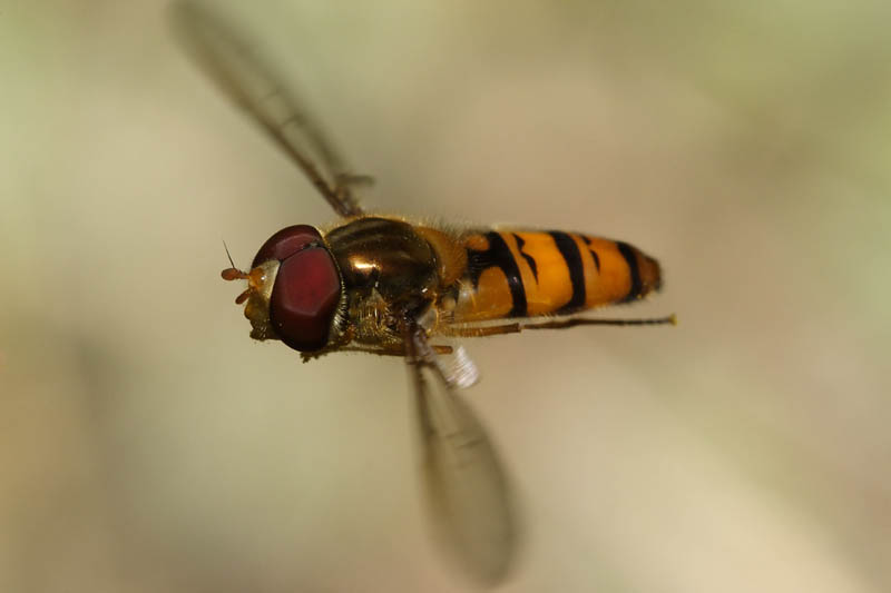 sirfide al volo