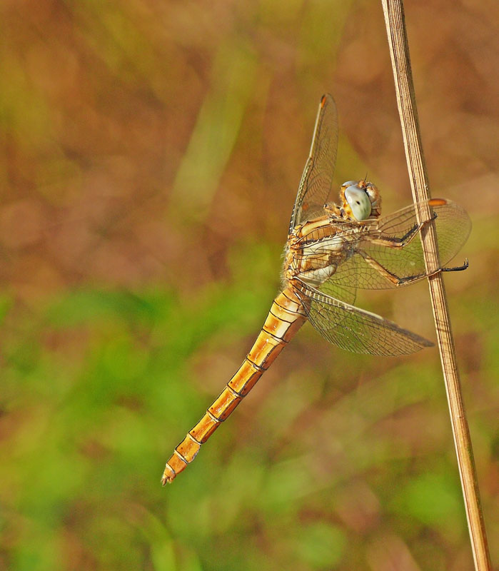 Libellula