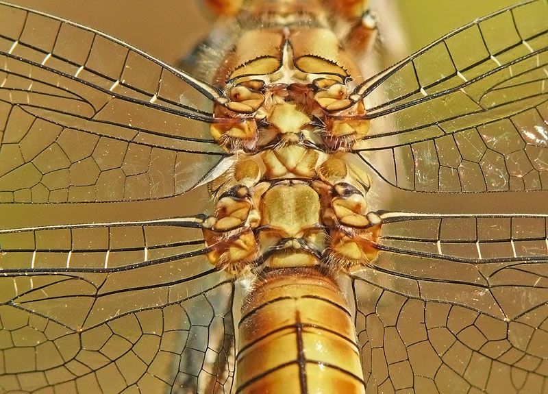 libellula - dettagli